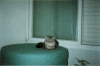 max2.gif (187420 bytes)