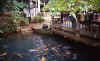 peces.jpg (92990 bytes)