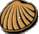 ocean shell