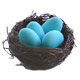 birds nest