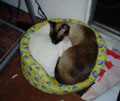 Both brothers, ying and yang