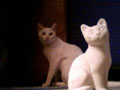 Kengee and a white cat sculpture