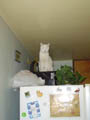 Kengee atop our fridge