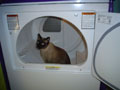 Kivuli in the dryer