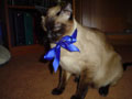 Playing dressup, you can tell how much Kivuli hates his bow