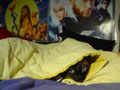 Kivuli makes himself at home in my bed