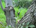 Kivuli hiding in the grass
