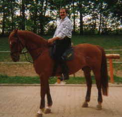 Oldenburger-Wallach "Askari"