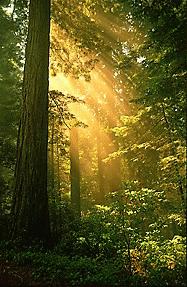 forest