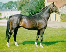 ceylon