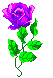 (purple rose)