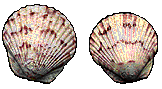 shells