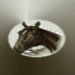 Horse 1