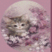 Cute Cat