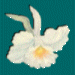White Orchid