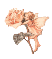 Rose Fairy