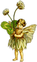 Fairy