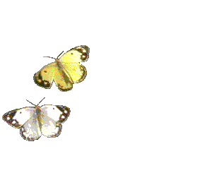 Bfly