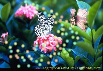 Butterfly Fairy