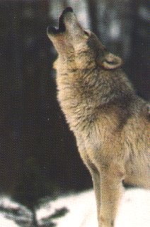 wlfhowl2.jpg