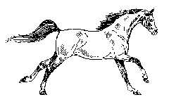 HORSE GALLOPING