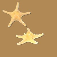 Starfish Pic