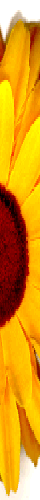 (yellow)
