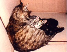 Familjen Katt, Mamma, Lisa och Hugo