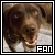 German shorthaired pointers