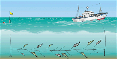 bottom longline fishing