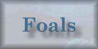 foals.jpg (1965 bytes)