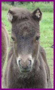 05foalJadeFilly.jpg (12740 bytes)