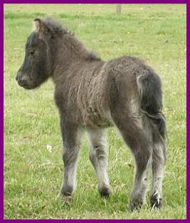 05foaldilutefilly.jpg (20691 bytes)