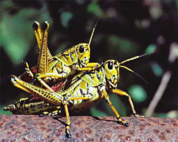 Lubber Grasshoppers