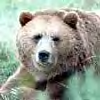 Canadian Bear