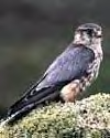 Merlin