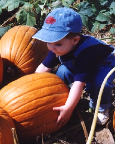 Picking Pumpkins