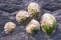 small group of limpets (Mathersons Bay)