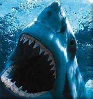  Fierce looking Gt white Shark