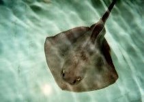 stingray over sand
