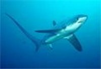 thresher shark