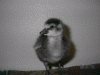 konababy.gif (91479 bytes)