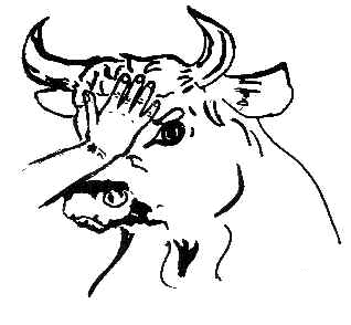 A hand on the head of a bullock