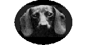 Dachshund Rescue