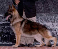 joe.jpg (21464 bytes)