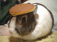 A bunny with a pancake on its head