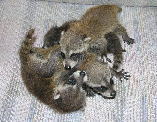 raccoon babies