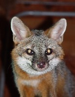 Father Fox
