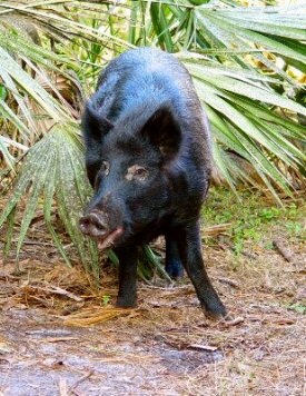 Porky the pig