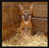 Gray Fox